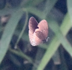 Euploea eyndhovii gardineri