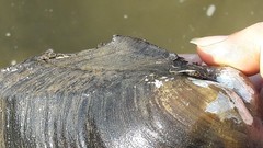 Sinanodonta lauta