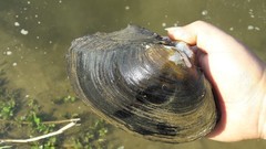 Sinanodonta lauta