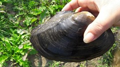 Sinanodonta lauta