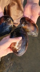 Sinanodonta lauta