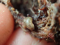 Tricolia pullus