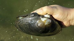 Sinanodonta lauta