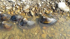Sinanodonta lauta