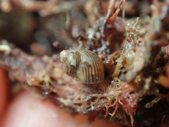 Tricolia pullus