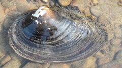 Sinanodonta lauta