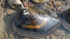Sinanodonta lauta