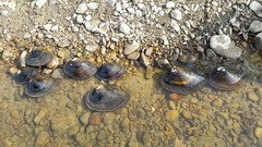 Sinanodonta lauta