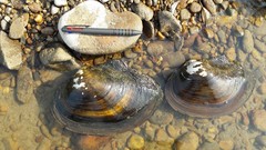 Sinanodonta lauta