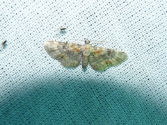 Eupithecia pulchellata