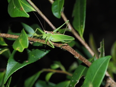 Hexacentrus japonicus