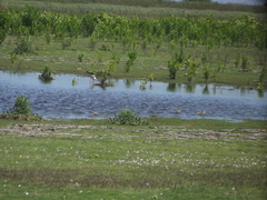 Calidris minuta