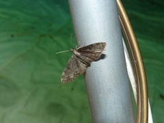 Eupithecia tantillaria