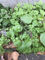 Anthriscus cerefolium