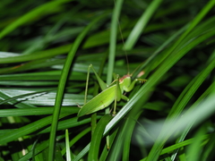 Hexacentrus unicolor