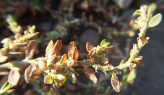 Polygonum aviculare aviculare