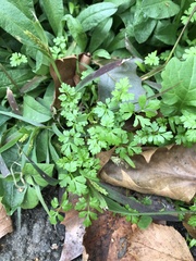 Anthriscus cerefolium