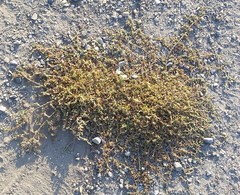 Polygonum aviculare aviculare