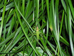 Hexacentrus unicolor