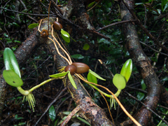 Bulbophyllum blepharistes