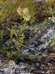 Polygonum dentoceras