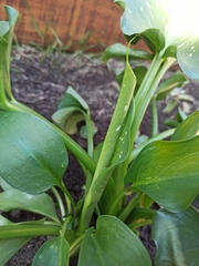Zantedeschia aethiopica