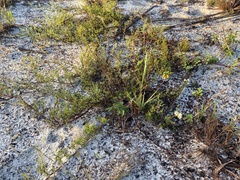 Polygonum dentoceras