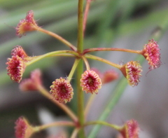 Drosera porrecta