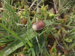 Basicryptus costalis