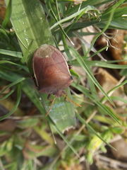 Basicryptus costalis