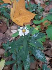 Symphyotrichum