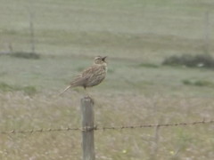 Certhilauda curvirostris brevirostris