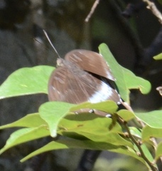 Tanaecia whiteheadi