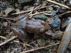 Limnonectes macrocephalus