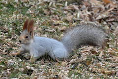 Sciurus vulgaris