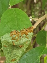 Acraea horta