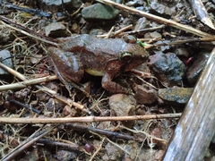 Limnonectes macrocephalus