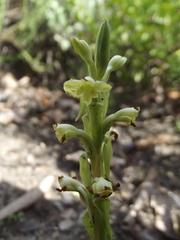 Satyrium outeniquense