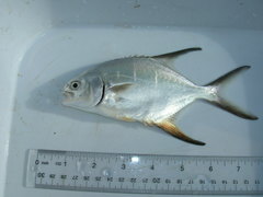Trachinotus goodei