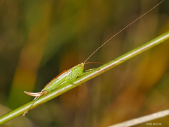 Conocephalus dorsalis