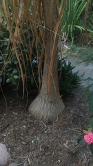 Beaucarnea recurvata