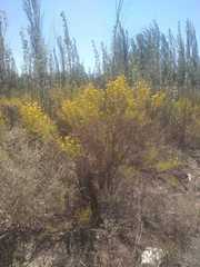 Senecio subulatus erectus