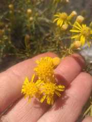 Senecio subulatus erectus