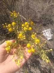 Senecio subulatus erectus