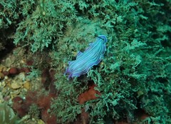 Prostheceraeus roseus