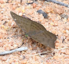 Euthalia aconthea gurda