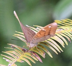 Euthalia aconthea gurda