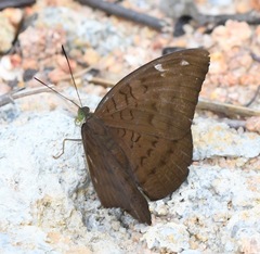 Euthalia aconthea gurda