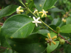 Cyclophyllum rostellatum