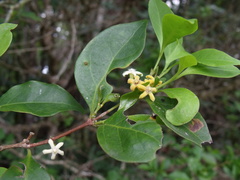 Cyclophyllum rostellatum